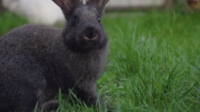 Black Funny Rabbit With Big Ears Jumps On A Green Meadow And Eats Grass