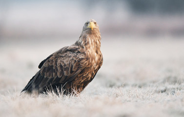 White tailed eagle (Haliaeetus albicilla)