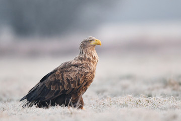 White tailed eagle (Haliaeetus albicilla)