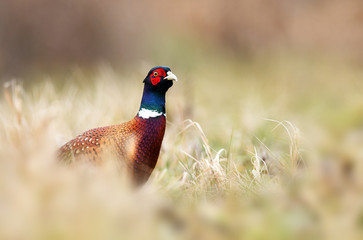 Ringneck Pheasant (Phasianus colchicus)