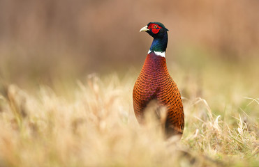 Fototapeta premium Ringneck Pheasant (Phasianus colchicus)