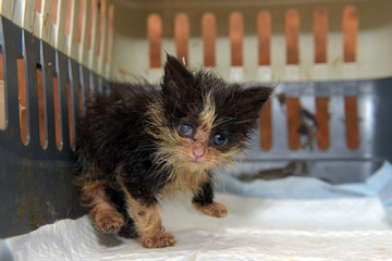 Little dirty kitten with eye disease due to infection