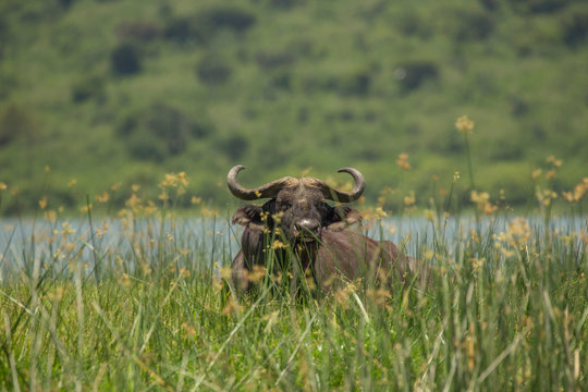 Buffalo (Syncerus caffer), Queen Elizabeth National Park, Uganda