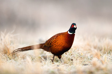 Ringneck Pheasant (Phasianus colchicus)