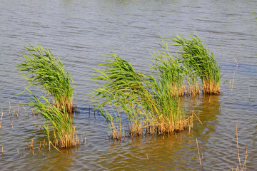 reeds in the lake
