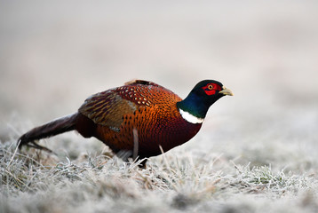Ringneck Pheasant (Phasianus colchicus)