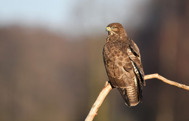 Common buzzard (Buteo buteo)
