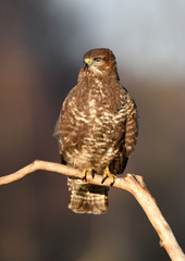 Common buzzard (Buteo buteo)