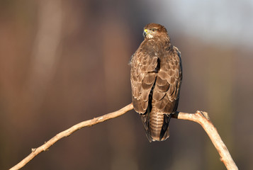 Common buzzard (Buteo buteo)