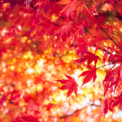 Back lit leaves close to sunset in autumn at Fujikawaguchiko, a resort town close to Mount Fuji, Japan.