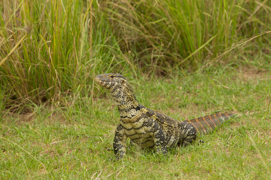 Nile Monitor Lizard (Varanus niloticus), Lizard, Murchison Falls National Park, Uganda