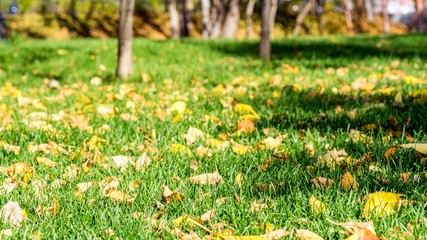 Falling autumn leaves. Autimn in Tomsk.