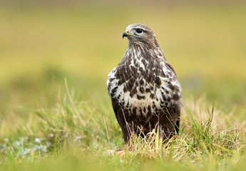 Common buzzard (Buteo buteo)