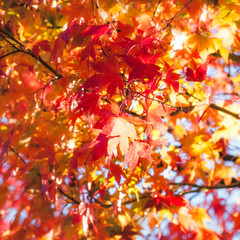 Autumn maple leaves at golden hour at Fujikawaguchiko, Japan.