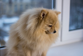 Sad little dog Sitting by the window, Pomeranian spitz is waiting for his master
