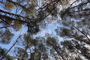 Beautiful Baltic forest landscape in late autumn. Curonian Spit, Russia