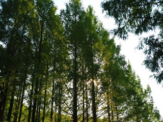 forest scenary of akebono children's forest park Hanno city Saitama,Japan