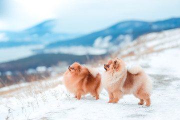 Puppy Spitz in the mountains in winter