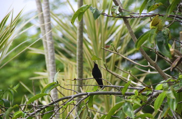 Cute colibri on tree