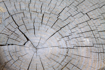 Wooden cross section