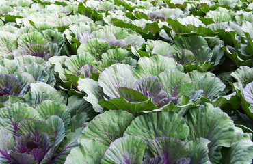 abbages vegetable texture background  / colorful ornamental cabbage flower or kale planted