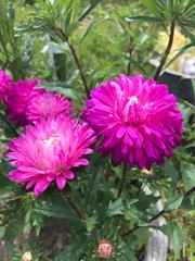 Obraz premium flowers in garden