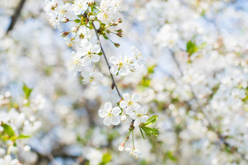 cherry blossom in spring