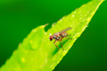 tachinid