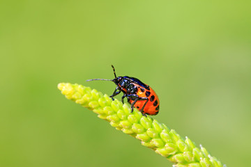 Blue bugs on green plant