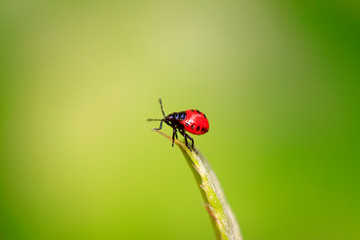 Blue bugs on green plant
