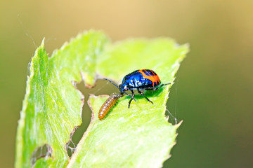 Blue bugs preying on small insects