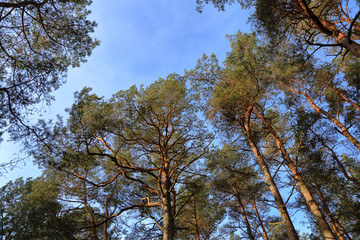 Beautiful Baltic forest landscape in late autumn. Curonian Spit, Russia