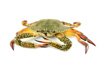 crab meat / seafood fresh crab isolated on white background