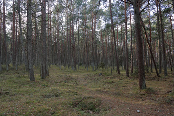 Beautiful Baltic forest landscape in late autumn. Curonian Spit, Russia