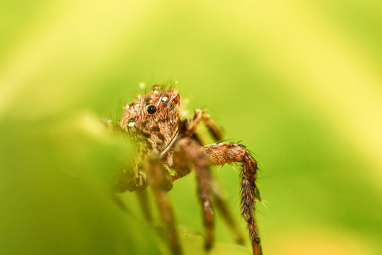 Close up of jumping spider colorful on nature green leaf plant background