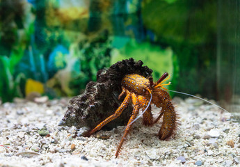 Hermit crab in shell. Dardanus megistos in aquarium