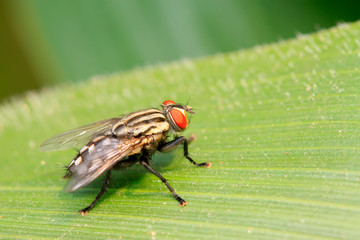 Tachinidae on plant