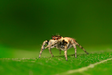 Holoplatys on plant