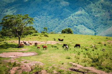 landscape cow mountain grazing on hills meadow tree and mud pond on mountain