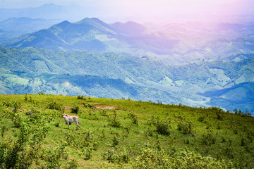 Obraz premium landscape cow mountain grazing on hills meadow tree and mud pond on mountain