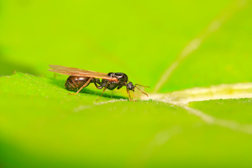 Ant with long wings on plant
