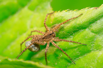 spider on plant