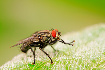 tachina fly on plant