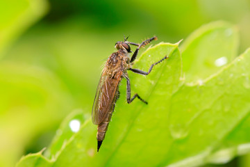 Asilidae on plant