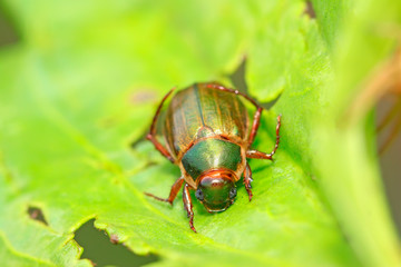 Beetle on plant