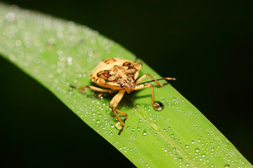 Obraz premium stinkbug on plant