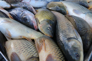 Fresh fish Carp. Catch of carp fishes