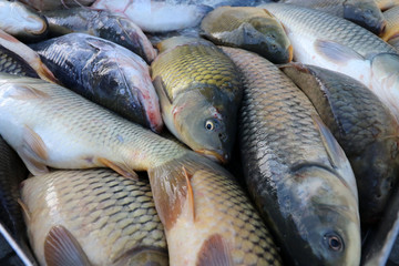 Fresh fish Carp. Catch of carp fishes