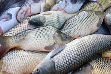 Fresh fish Carp. Catch of carp fishes