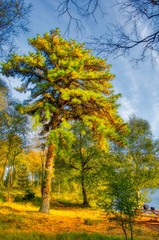 Naklejka premium Pitch Pine